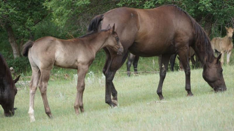 Brandin x Blue Jeans colt